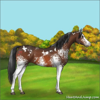 Horse Color:White Spotted Brown 