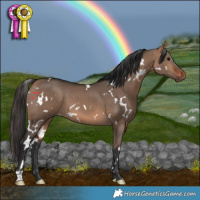 Horse Color:White Spotted Bay Dun 