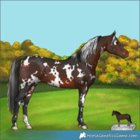 Horse Color:White Spotted Brown 