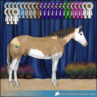 Horse Color:Buckskin Splash and Classic Cream Champagne Splash