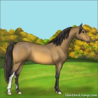 Horse Color:Buckskin Roan 