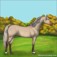 Horse Color:Silver Bay Dun 