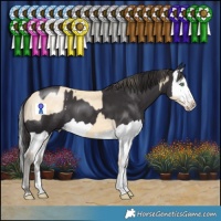 Horse Color:Amber Cream Champagne  and Smoky Black Splash 