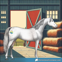 Horse Color:Gray Bay Appaloosa 