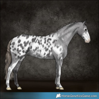 Horse Color:Smoky Blue Roan Sabino Appaloosa