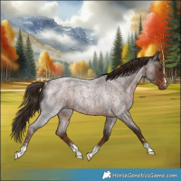 Horse Color:Liver Red Roan Rabicano 