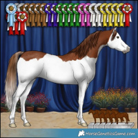 Horse Color:Gray Chestnut Splash Rabicano 