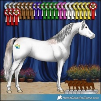 Horse Color:Gray Chestnut Splash Rabicano 