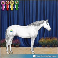 Horse Color:Gray Blue Roan Splash 