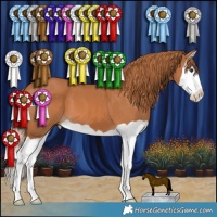 Horse Color:Chestnut Splash 