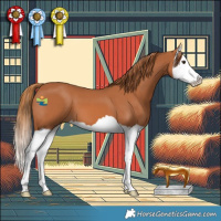 Horse Color:Chestnut Splash 