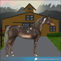 Horse Color:White Spotted Liver Chestnut Rabicano 