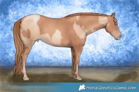 Horse Color:Gold Champagne Pearl Rabicano  and Gold Champagne Rabicano 