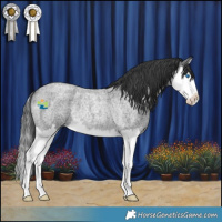 Horse Color:Blue Roan Splash Rabicano 