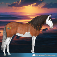Horse Color:Bay Splash Rabicano 