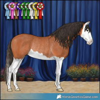 Horse Color:Bay Splash Rabicano