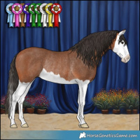 Horse Color:Bay Splash Rabicano 