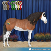 Horse Color:Bay Splash Rabicano