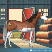 Horse Color:Bay Splash Rabicano 