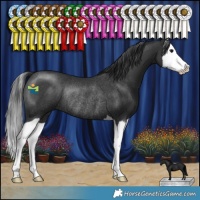 Horse Color:Black Splash Rabicano 