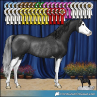 Horse Color:Black Splash Rabicano 