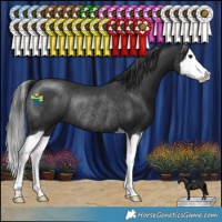 Horse Color:Black Splash Rabicano