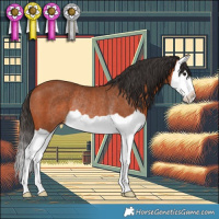 Horse Color:Bay Splash Rabicano 