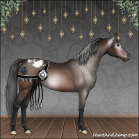 Horse Color:Gray Brown Appaloosa 