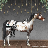 Horse Color:White Spotted Brown Onyx Appaloosa 