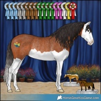 Horse Color:Bay Splash Rabicano