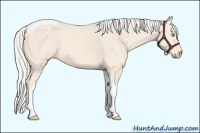 Horse Color:Cremello Tobiano 