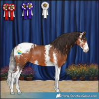 Horse Color:Bay Sabino Appaloosa 