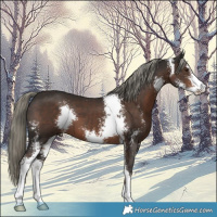 Horse Color:Liver Chestnut Mushroom Sabino 