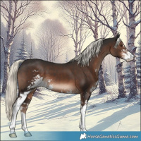 Horse Color:Liver Chestnut Mushroom Sabino 