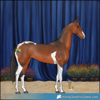 Horse Color:White Spotted Bay Tobiano 