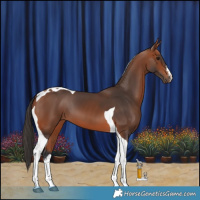 Horse Color:White Spotted Bay Tobiano 