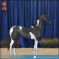 Horse Color:Black Tobiano 
