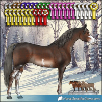 Horse Color:Liver Chestnut Mushroom Sabino 