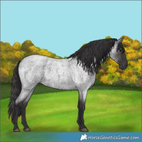 Horse Color:Smoky Blue Roan 