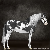 Horse Color:White Spotted Black Splash 