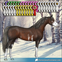 Horse Color:Liver Chestnut Mushroom Sabino 