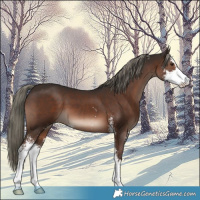 Horse Color:Liver Chestnut Mushroom Sabino 