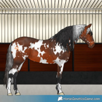 Horse Color:White Spotted Bay 
