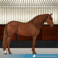 Horse Color:Chestnut 
