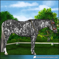 Horse Color:Smoky Black Frame Appaloosa  and Black 