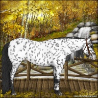 Horse Color:Blue Roan Near Leopard Rabicano