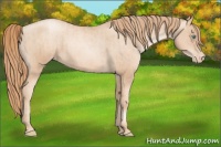 Horse Color:Gold Champagne Pearl Rabicano  and Gold Champagne Pearl Appaloosa Rabicano 
