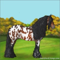 Horse Color:Bay Near Leopard 