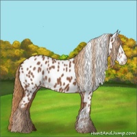 Horse Color:Chestnut Near Leopard 