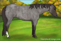 Horse Color:Smoky Blue Roan 